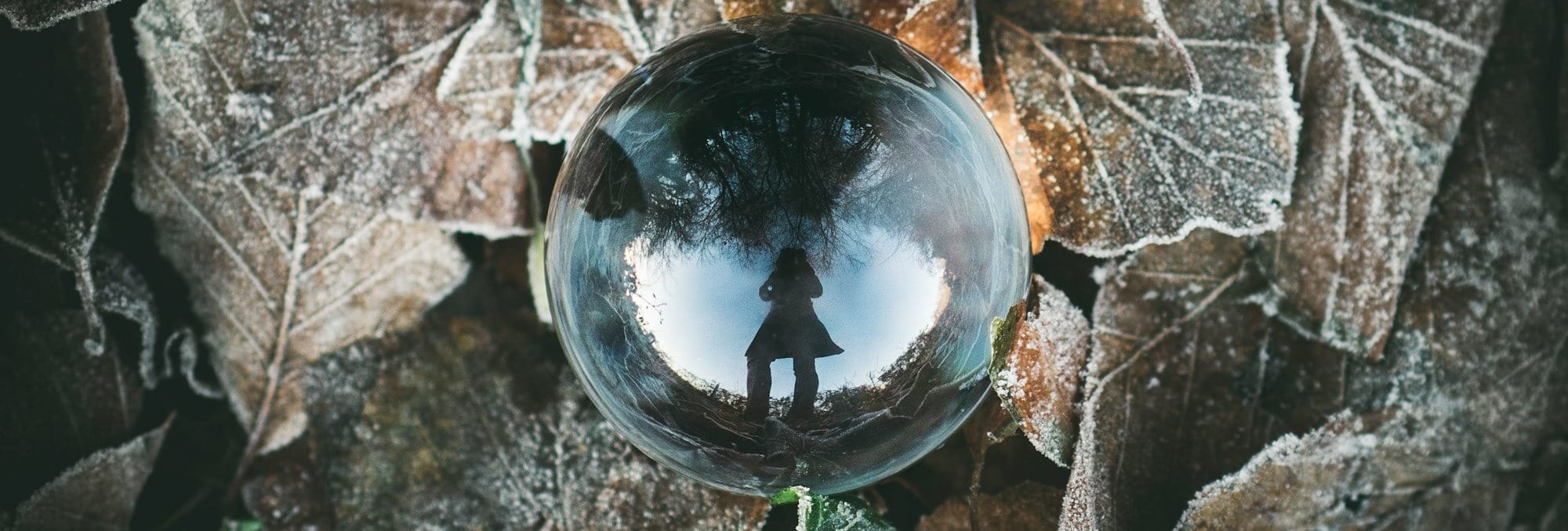 clear crystal ball on leaves