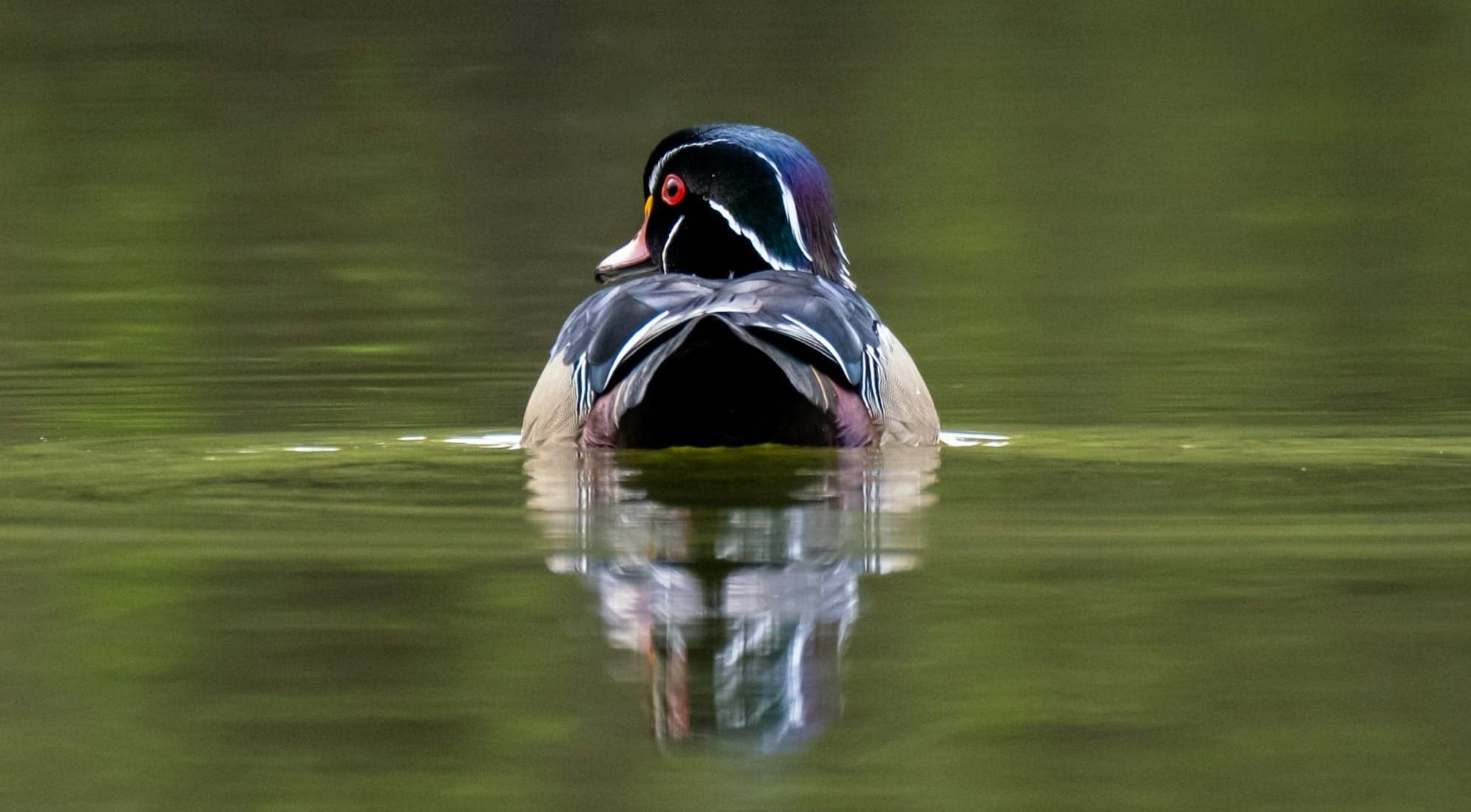 a black and brown duck floating on top of a lake
