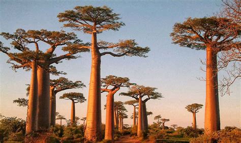 El Incidente de los Baobabs Susurrantes: Un Encuentro Misterioso con el Más Allá en la Nigeria del Siglo III